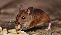 24 Hour & Emergency Exterminators in Oceana, WV